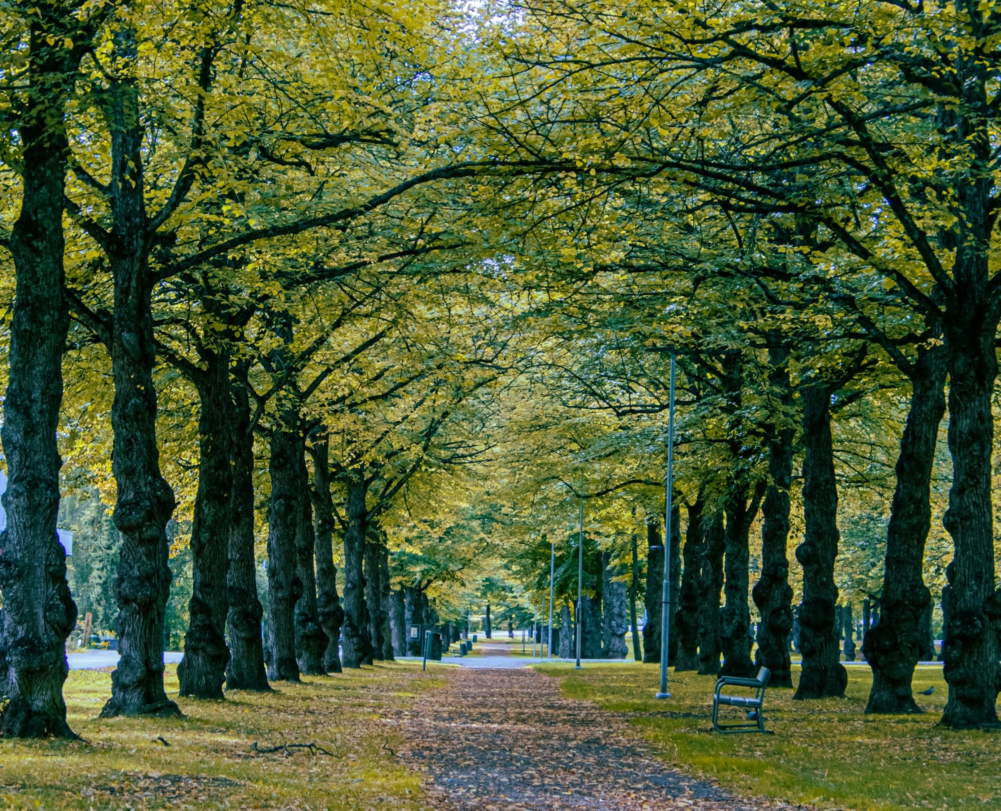 A path through trees